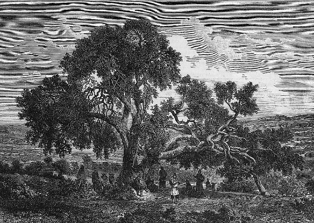 Мамврийский дуб. 1869 год